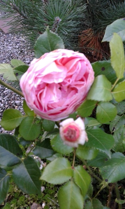 Cudownie pachnąca Róża 