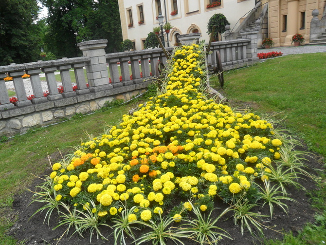 Kwiaty  przy zamku albo palacu  w Kamieniu Slaskim