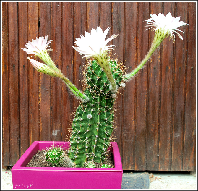 Mój największy kaktus zakwitł :)