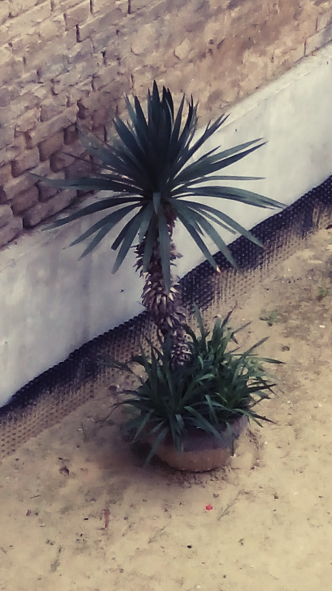 Piękna, dorodna palma. 