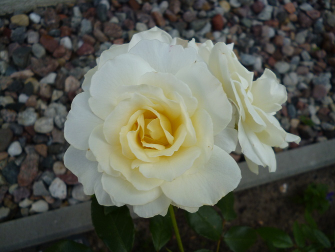 róża o białych płatkach