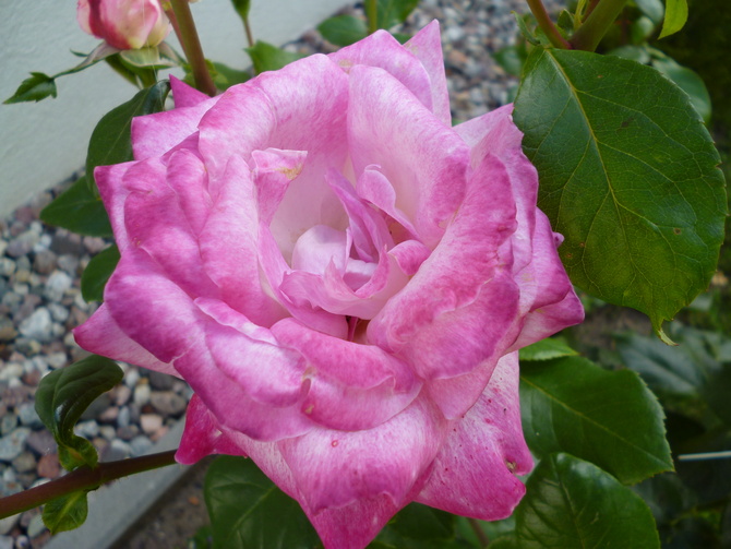 róża o różowych płatkach