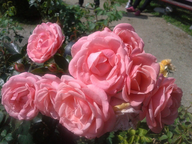 Różowe róże