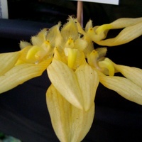 Bulbophyllum Annandalei .