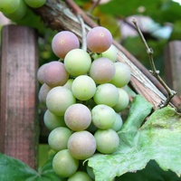 Dojrzewają winogrona 