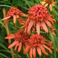 Echinacea - Summer S