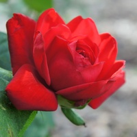 Moja róża powtarza kwitnienie 