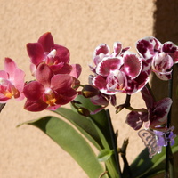 Phalaenopsis- miniaturki