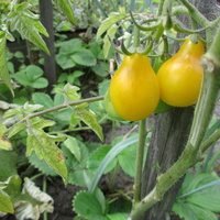 pomidorki gruszkowe