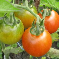 Pomidorki truskawkowe