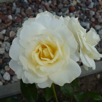 róża o białych płatkach