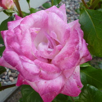 róża o różowych płatkach