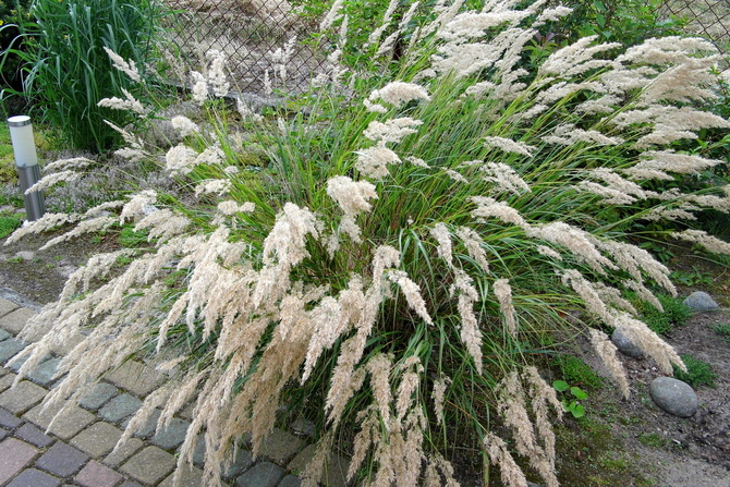 Achnatherum- stipa Calamagrostis
