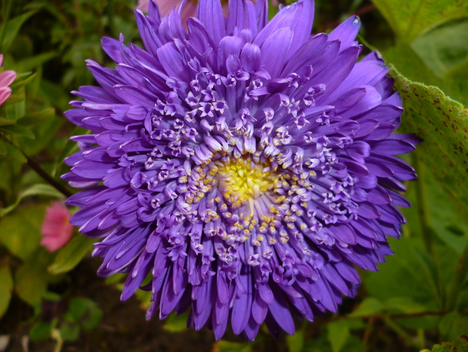 aster fioletowy