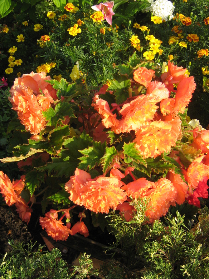 Begonia złocista..oryginalny kolor
