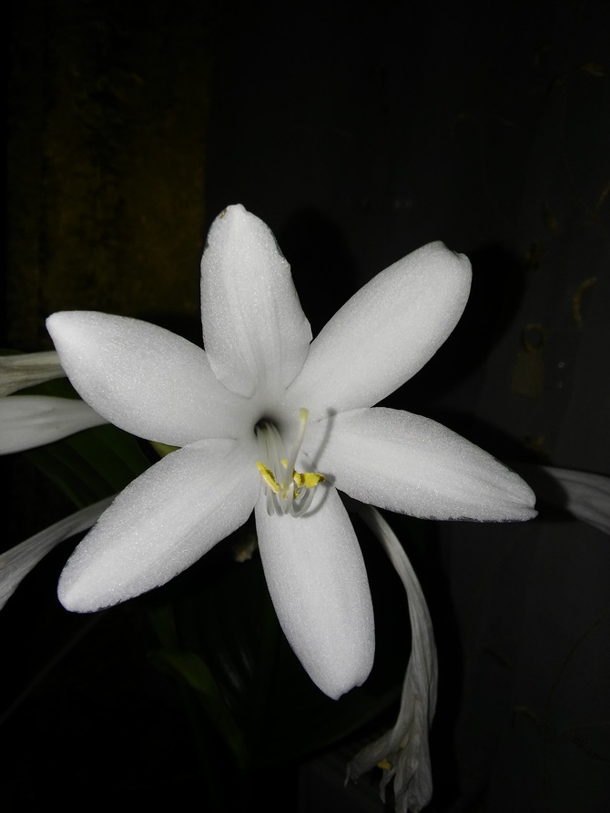 Hosta plantaginea ‚Grandiflora'- kwiat