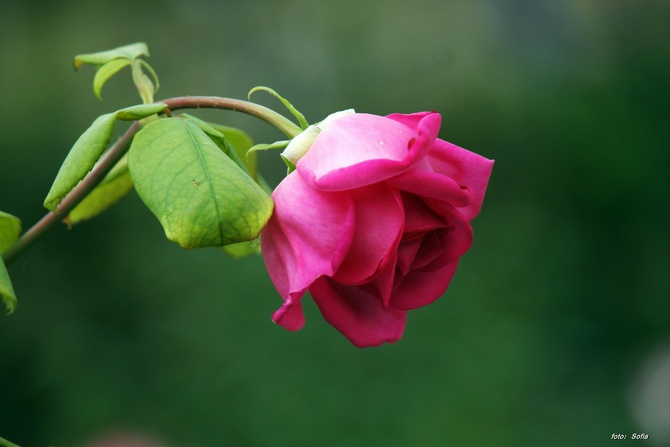Kłaniam się różą... i różem przed snem:-)***