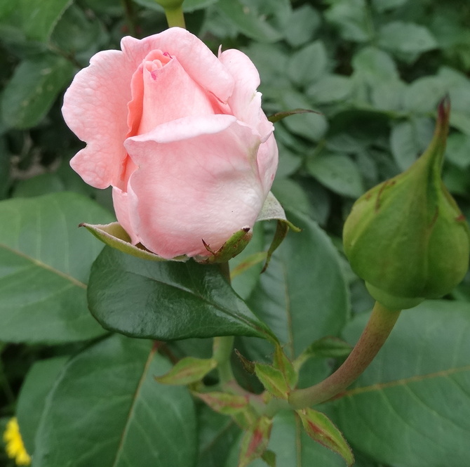 Niech Wam się śni na różowo- różano :)