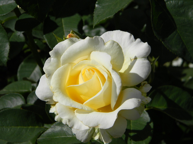 Róża Fryderyk Chopin. 
