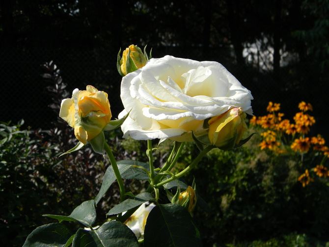 Róża Fryderyk Chopin.