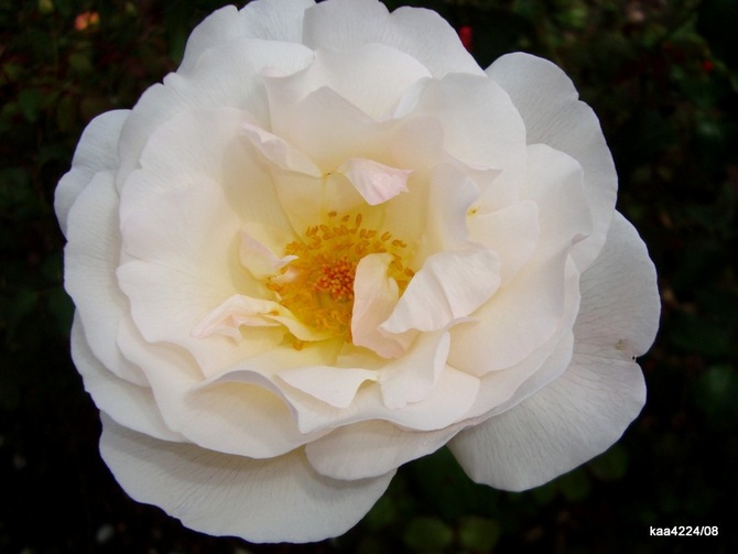 Róża Marie Luise Marjan .