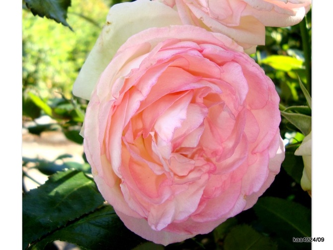 Róża Meiviolin - Pierre de Rousard . Makro.
