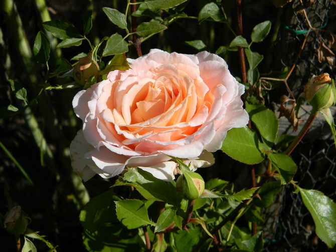 Róża Polka. 