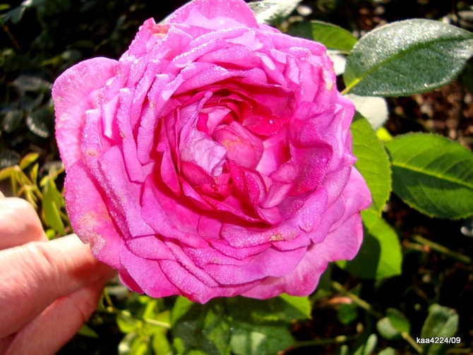 Róża Reine des Violettes .  Makro.