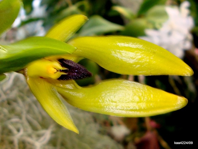  Bulbophyllum Carunculatum .  Makro.