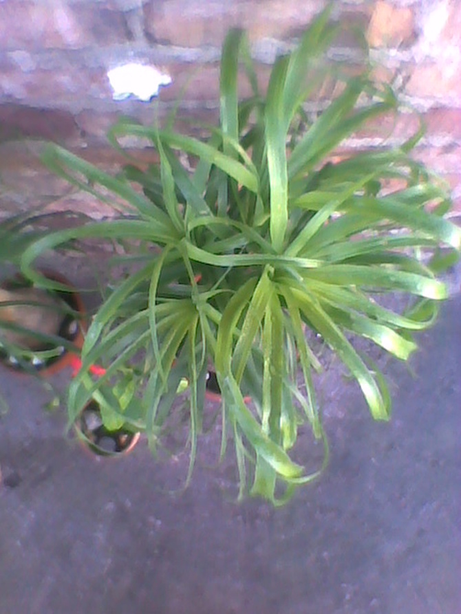 zielona czupryna ;)