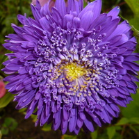 aster fioletowy