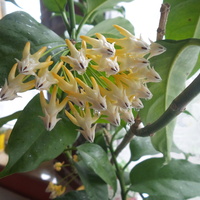 Hoya Multiflora 