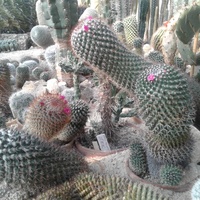 Kaktusy...