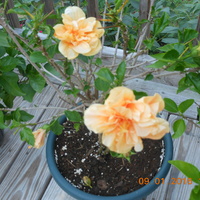 Ketmia róża chińska (Hibiscus rosa-sinensis)