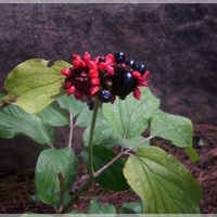 Owoce Piwonii Krymsk