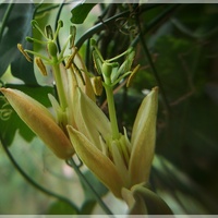Passiflora aurantia...