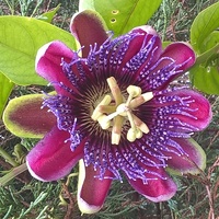 Passiflora Marijke.