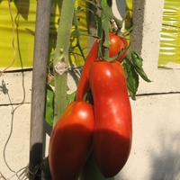 Pomidory paprykowe