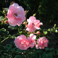 Róża Bonica.