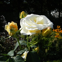 Róża Fryderyk Chopin.