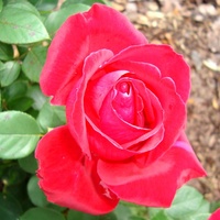 Róża Kormisch z grupy mieszańców herbacianych.