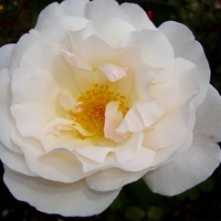 Róża Marie Luise Marjan .