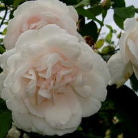Róża Mme Alfred Carriere .