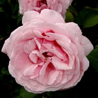 Róża N N z Francji ( 1877 r )