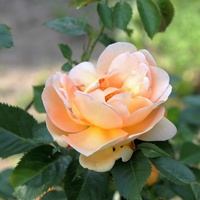 Róża Na Dobry Pocz