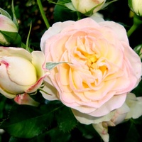 Róża Pastella - 'Tan98230' .  Makro.