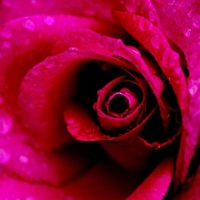 Róża we łzach rosy