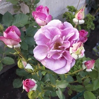 Róża z orbitkami......