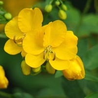 Senna (Cassia angustifolia)