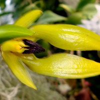  Bulbophyllum Carunculatum .  Makro.